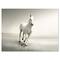 Designart - Beautiful White Horse Running - Animal Canvas Art Print